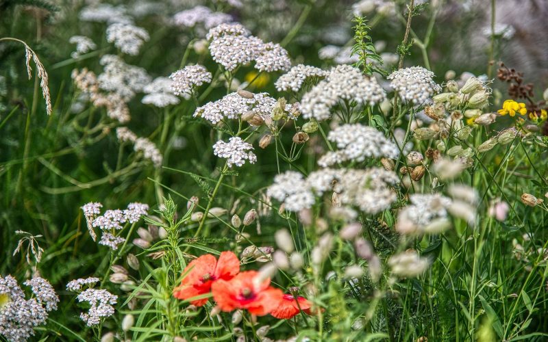 natural_lawn_5395147_1920_77b45f3344