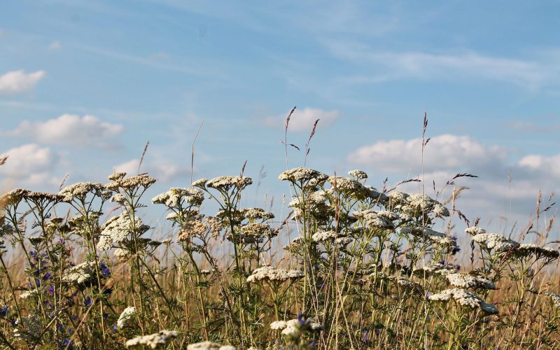 yarrow_6000139_0272a8219b